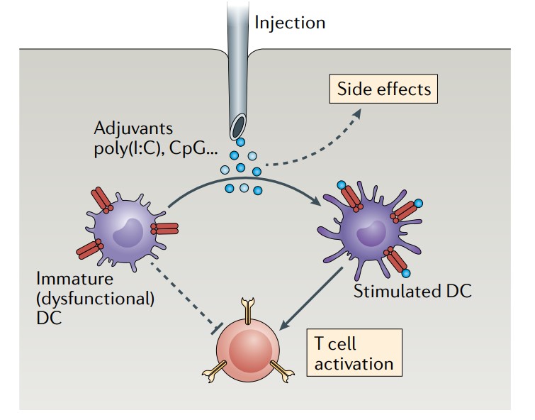 Dendritic Cells In Cancer