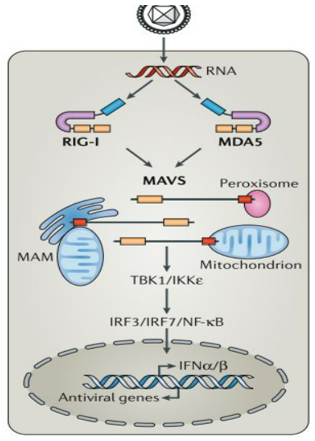 Effective tools for Double-stranded RNA (dsRNA) Detection