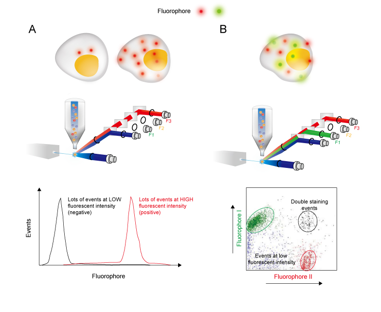 Flow cytometry : basic principles  What the use of flow cytometry