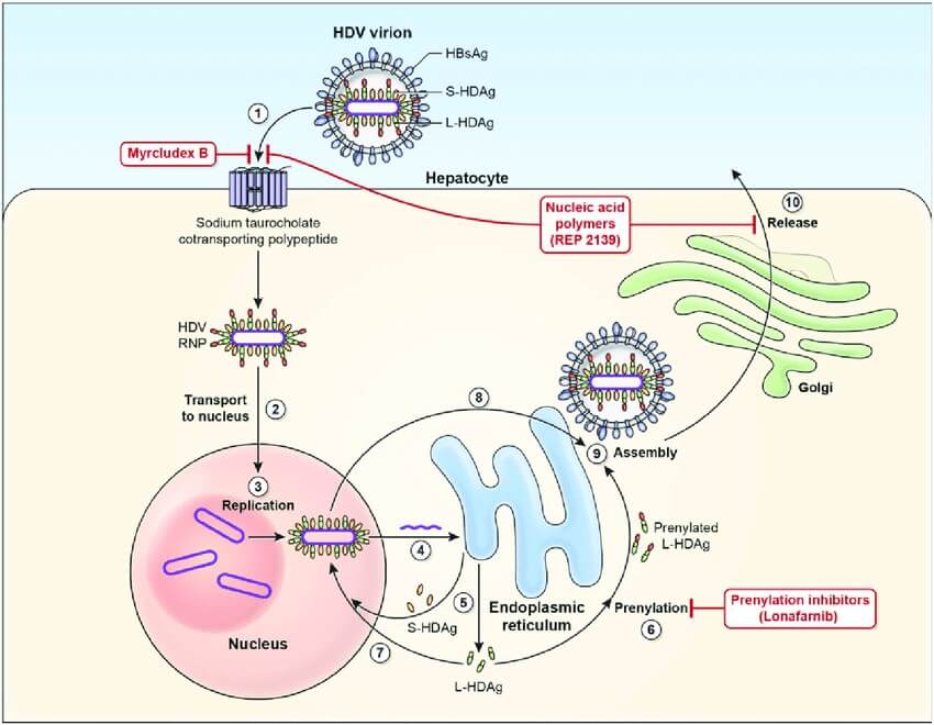 Hepatitis D virus viral life cycle