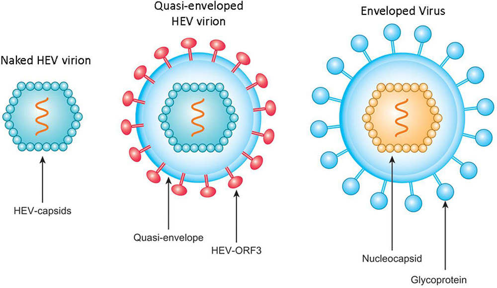 Schematic illustration of non-enveloped and quasi-enveloped HEV particles as well as enveloped virus