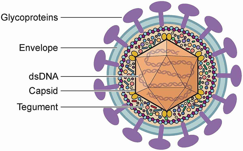 The Herpes simplex virus virion