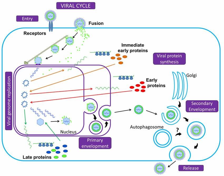 Herpesvirus replication cycle