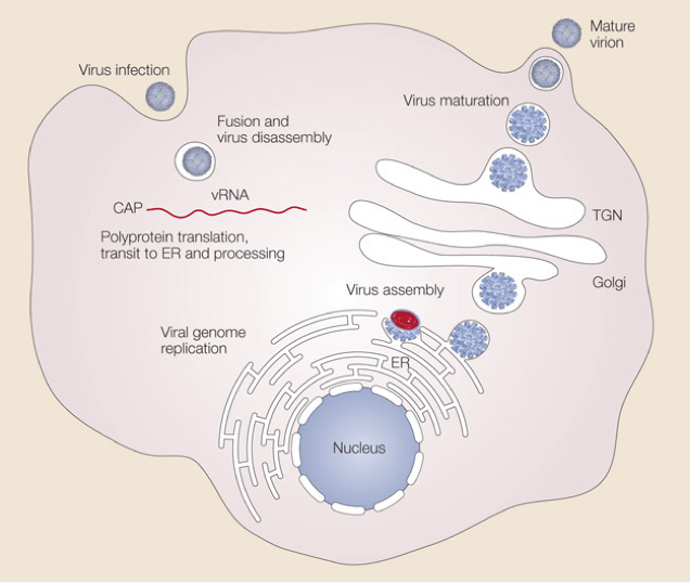 Life cycle of Dengue virus
