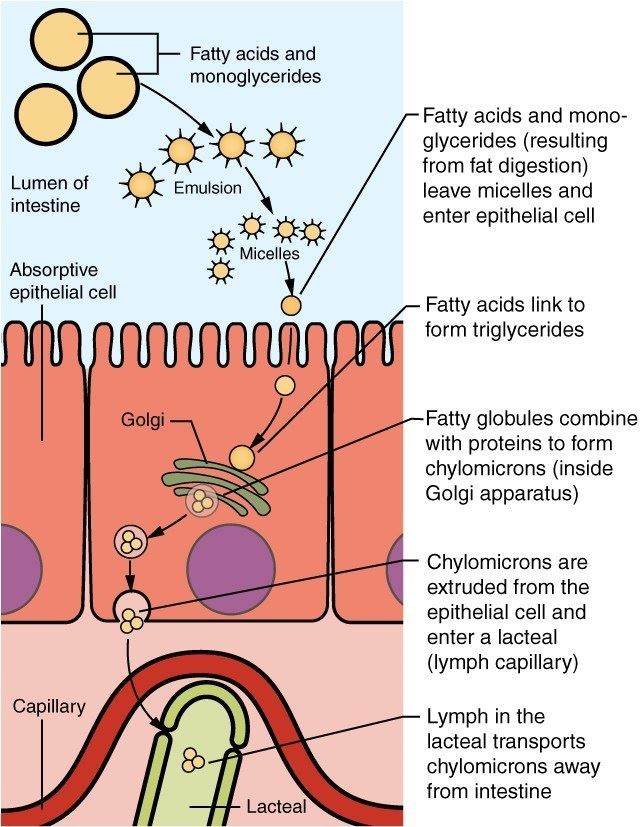 Lipid Metabolism and Enzymes Creative Diagnostics