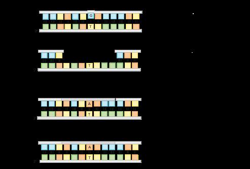 Mismatch Repair Pathway