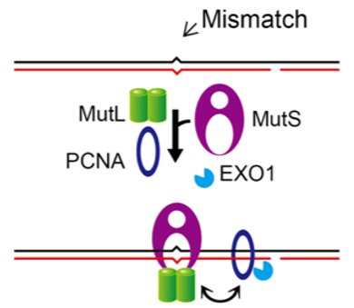 DNA repair systems