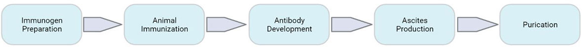 Monoclonal Antibody Production: One-Stop Services