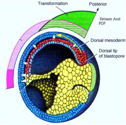 Morphogens, Embryonic Patterning and Axis Formation Creative Diagnostics