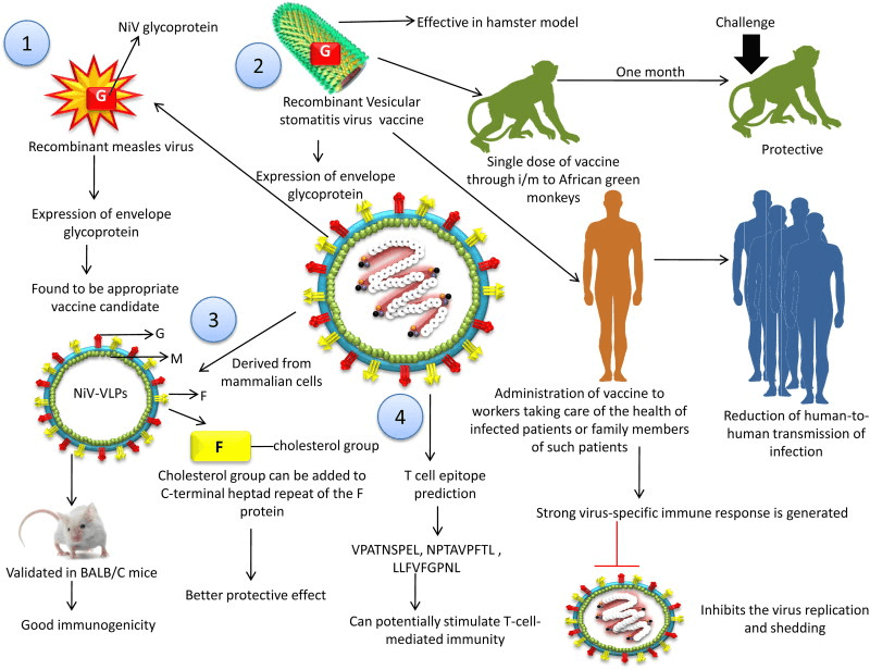 Nipah Virus Antigens and Antibodies Creative Diagnostics