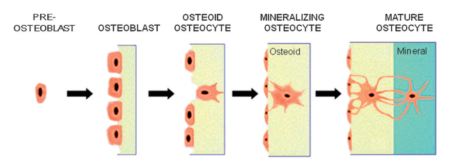 Osteocyte