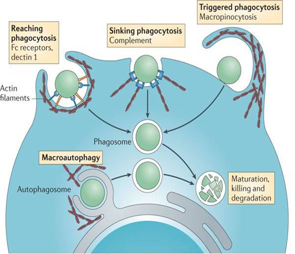 Immunology Topics Creative Diagnostics