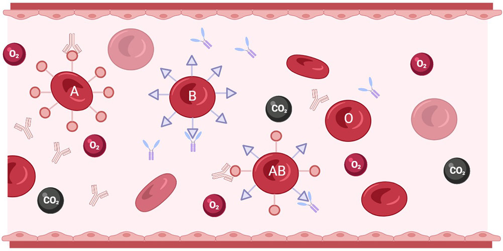 rh blood group system review