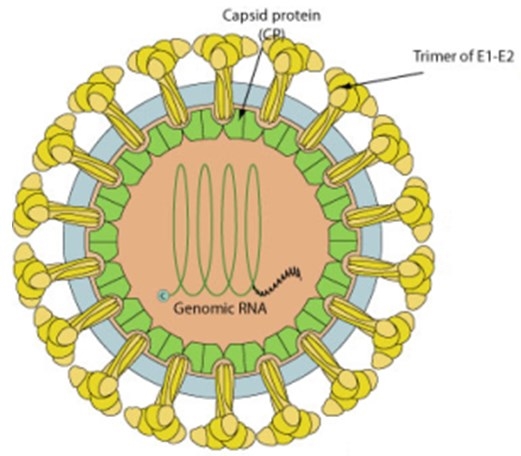 The structure of Rubella Virus