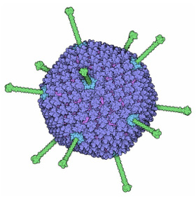 Structure of Adenovirus Capsid