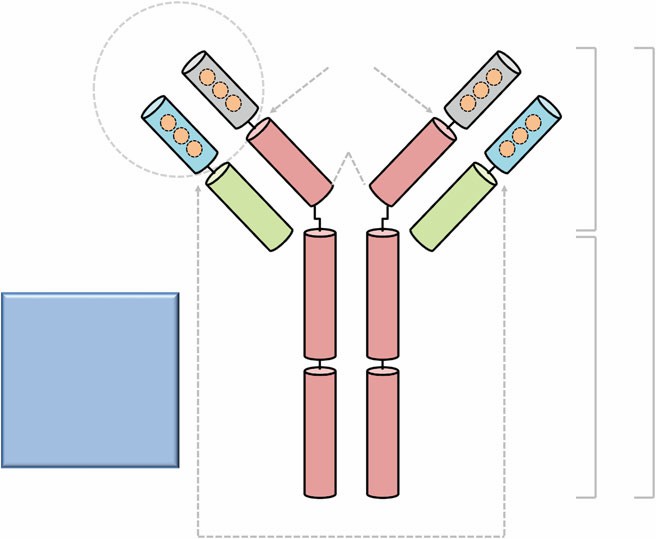 The Biochemical Properties of Antibodies and Their Fragments Protocol