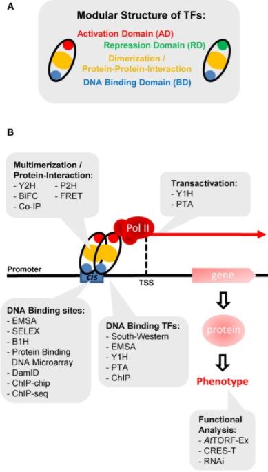 phd thesis transcription factors