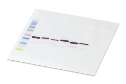 Western Blot Protocols (part 3) - Antibody Incubation & Gel Visualization Protocol