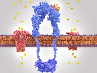 Regulating weak male hormone secretion
