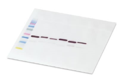 Antibody Incubation Gel Visualization