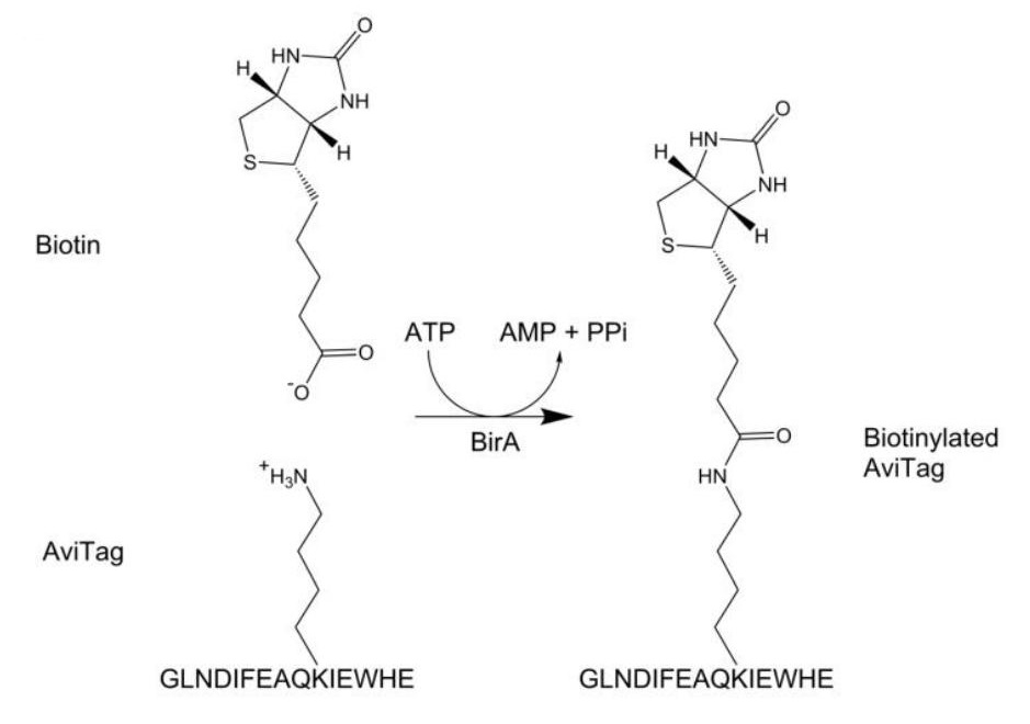 Avi Tag Site Specific Biotinylation Services Creative Diagnostics