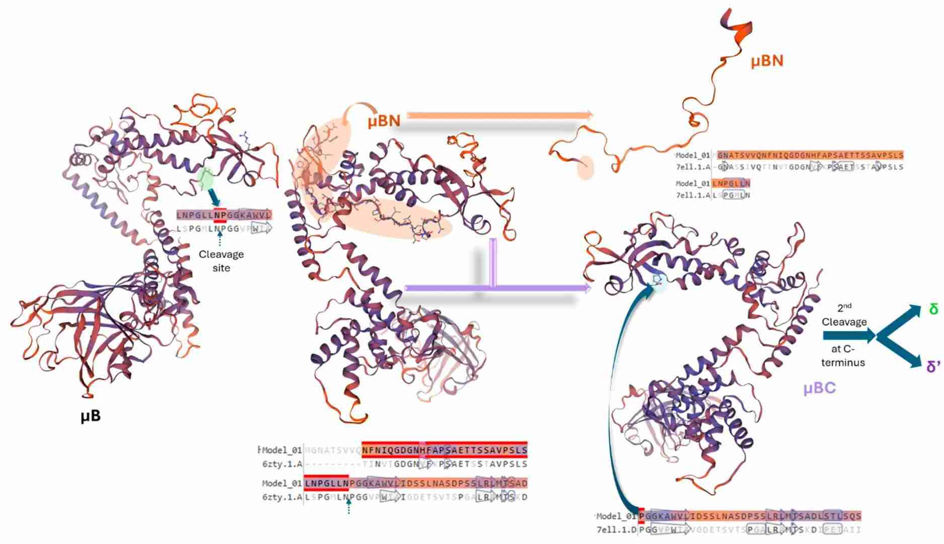 Avian Reovirus - Creative Diagnostics