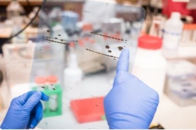 Buffer and Stock Solution for Western Blot
