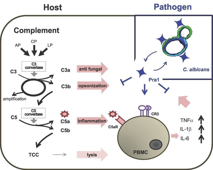 C5a in Immunity and Disease - Creative Diagnostics