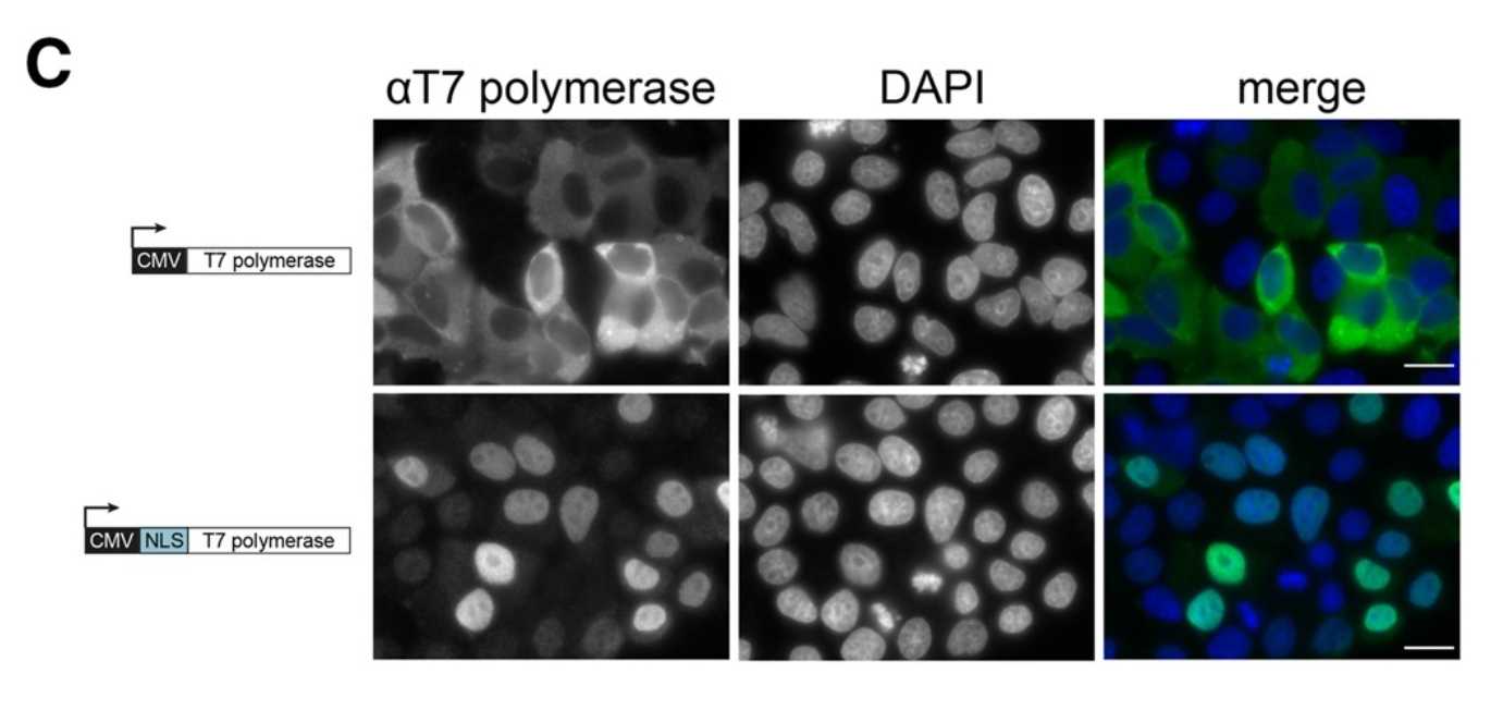 RIL (T7) Rabbit mAb main image 1