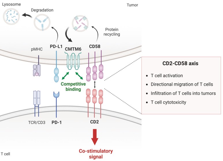 CD2 in Immune Cell Communication and Disease - Creative Diagnostics