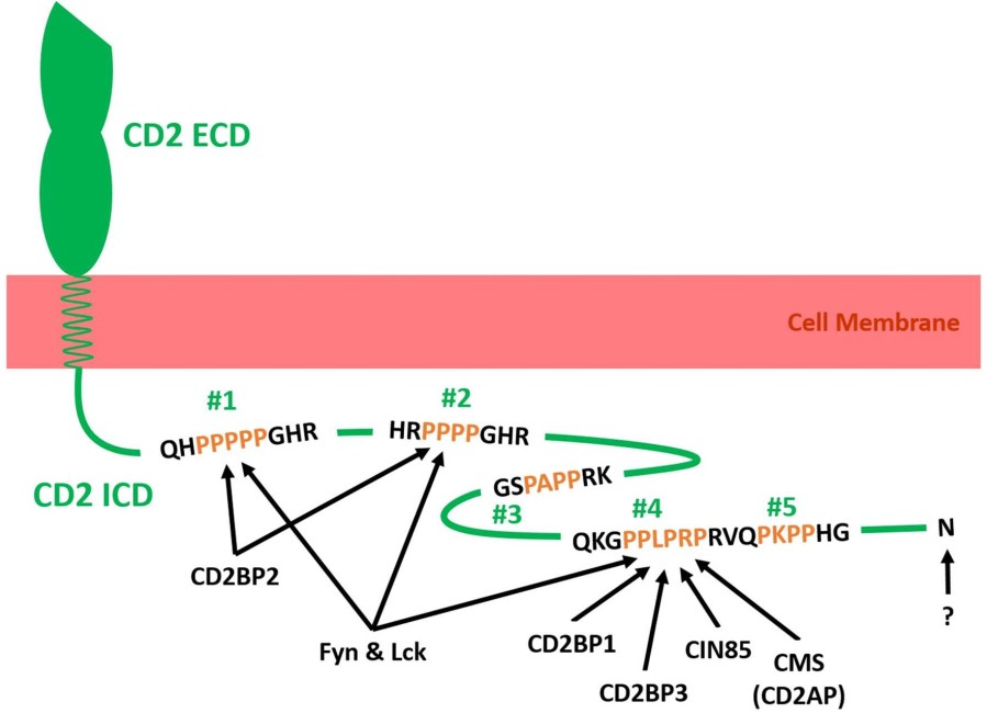 CD2 in Immune Cell Communication and Disease - Creative Diagnostics