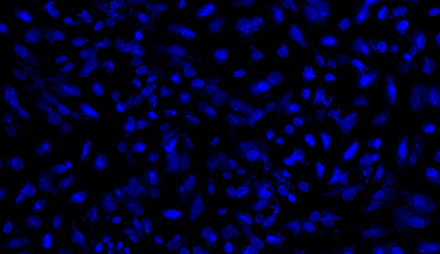 Control Antibodies 2