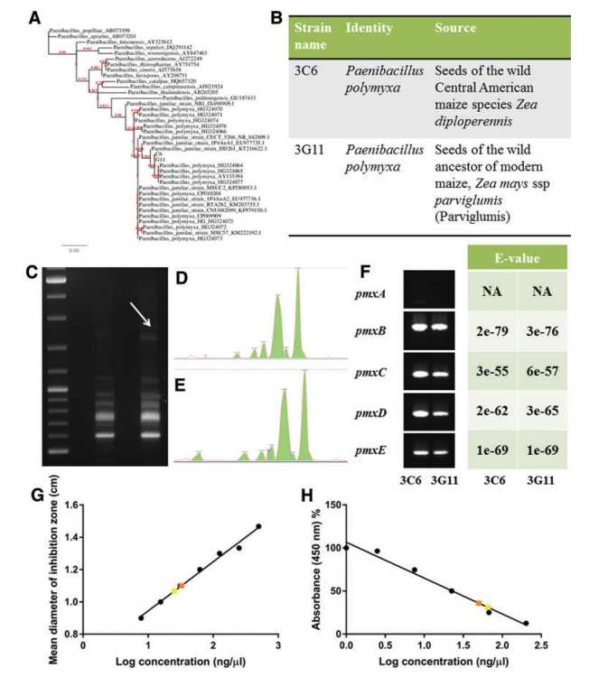 Taxonomic identification of candidate endophytes and detection of polymyxin. (Hanan R. Shehata, <i>et al</i>, 2017)
