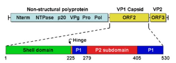 Development of Norovirus Vaccines