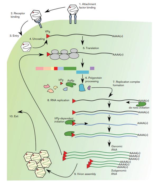 Development of Norovirus Vaccines