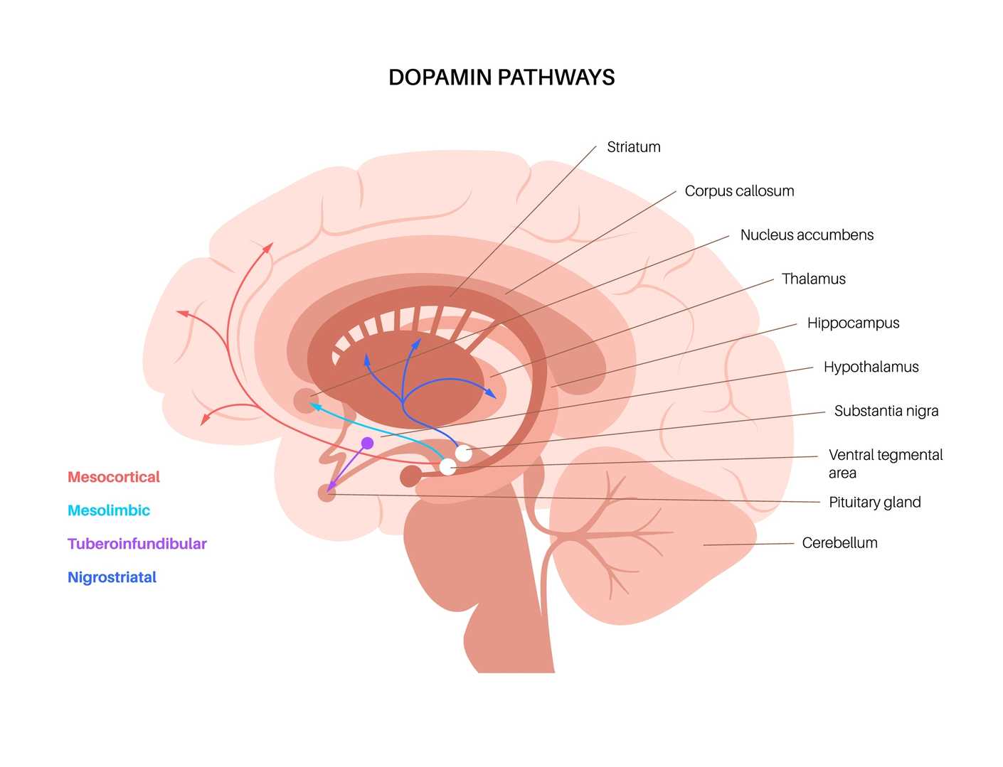 Dopamine pathway.