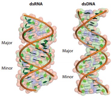 dsRNA Immune Response - Creative Diagnostics