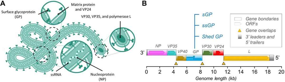 Viral proteins implicated in the pathogenesis of EBOV. (Ndayambaje, 2024)