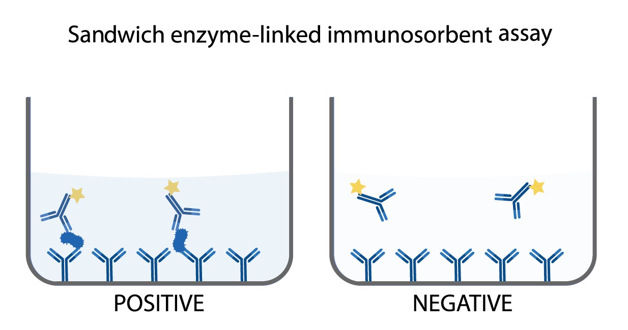 ELISA Kit Development - Creative Diagnostics