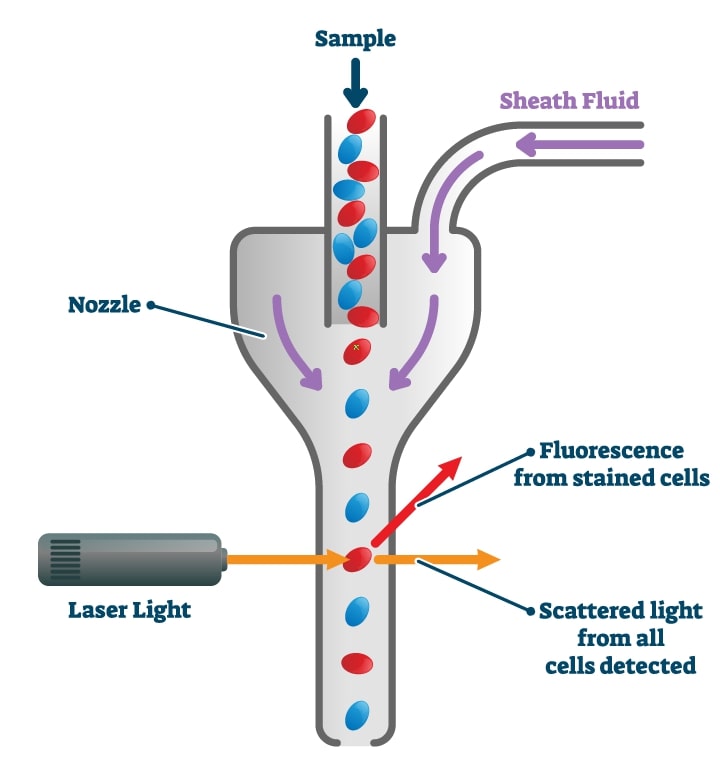 Flow Cytometry Creative Diagnostics