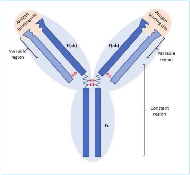 Antibody structure.