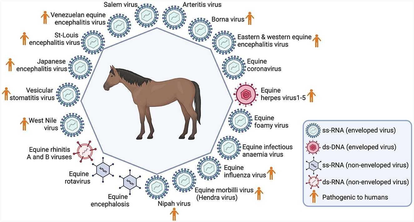 Main viruses identified in horses. (Source: Pucca MB, 2024)