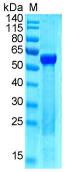 DAGC-H005 EIV NP SDS-PAGE
