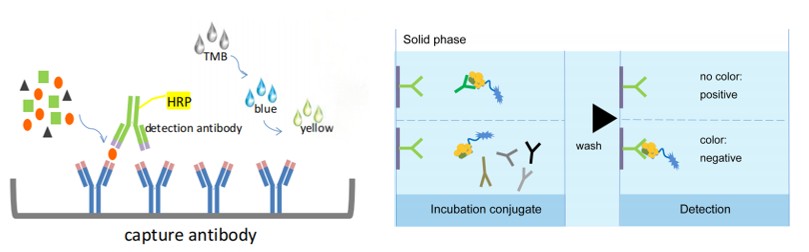 Schematic diagram for the sandwich ELISA (left) and competitive/blocking ELISA (right). (Source: Qi T, 2018)