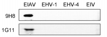 DMABC-JX307 DMABC-JX308 EIAV WB
