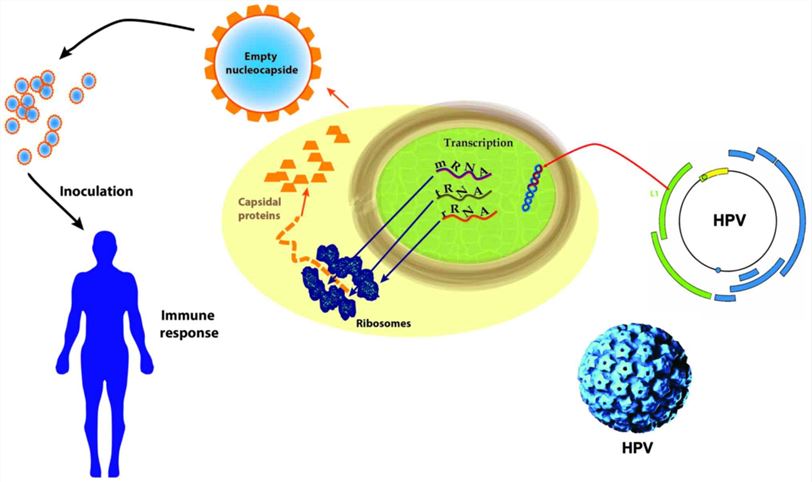 The mechanisms of action of HPV vaccines.