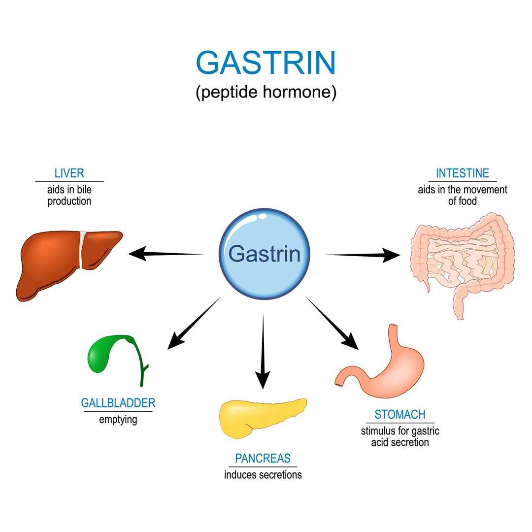 Human Gastrin ELISA Kit: For Accurate Quantification - Creative Diagnostics