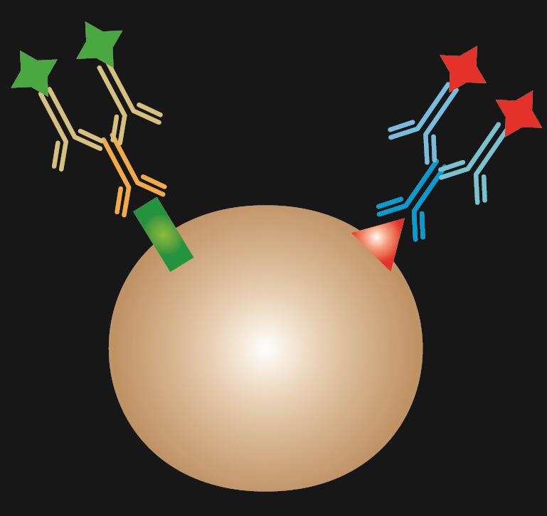 Immunofluorescence Guide Creative Diagnostics