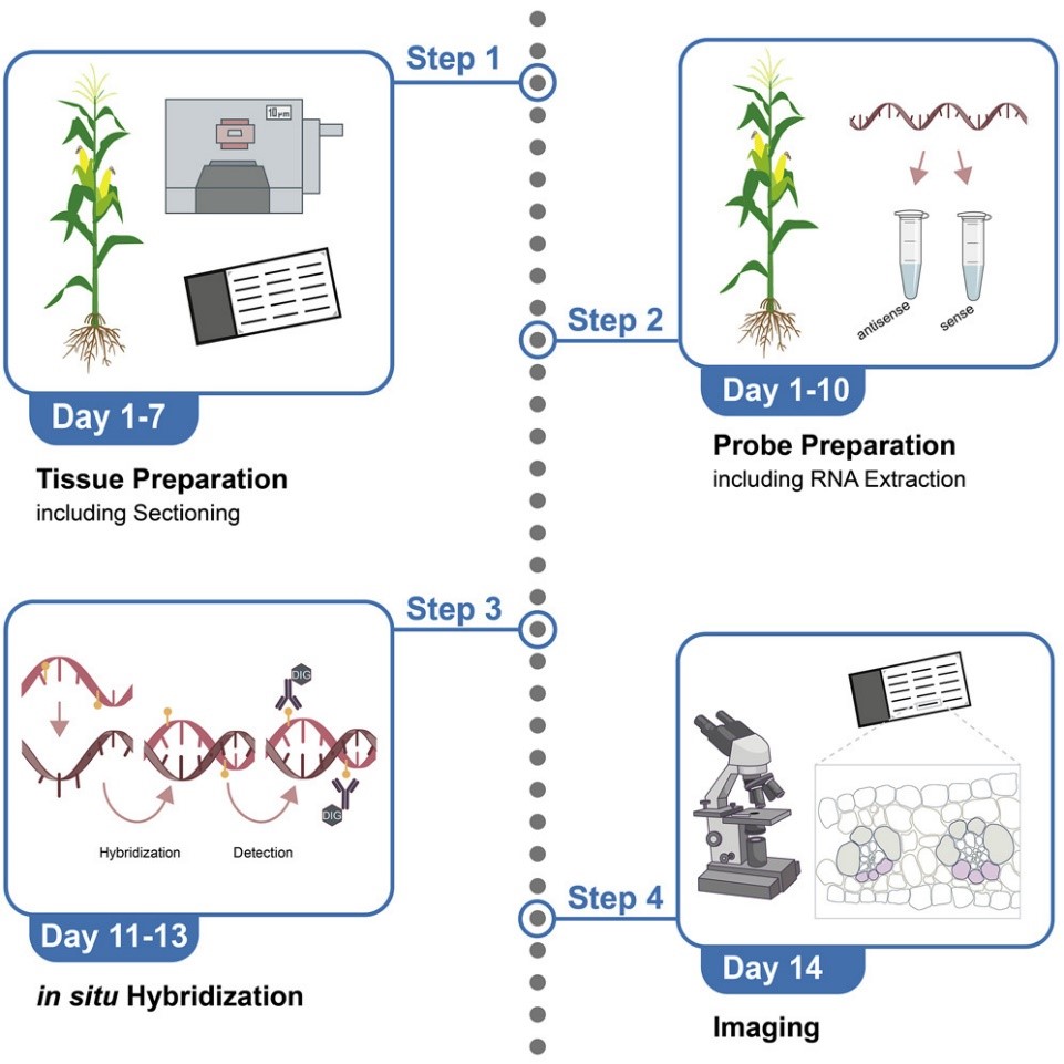 In Situ Hybridization Protocol Creative Diagnostics