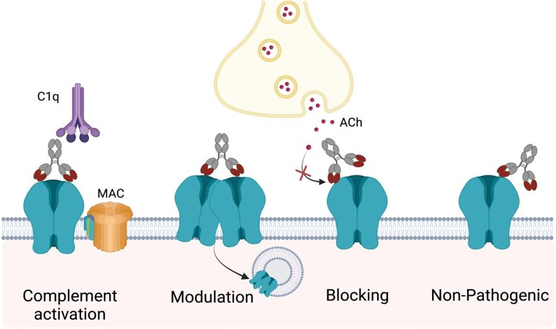 Myasthenia Gravis Related Antibodies - Creative Diagnostics